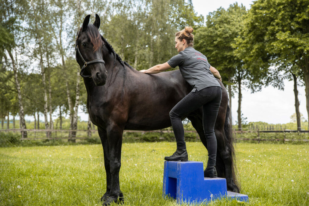 judith-boerstal-dierfysio-8